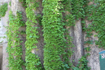 green ivy plants