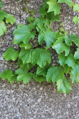 green ivy plants