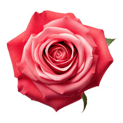Beautiful Red Patel Rose on Transparent Background
