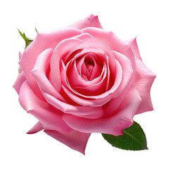 Beautiful Pink Patel Rose on Transparent Background