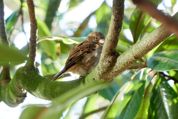 sparrow on tree branch