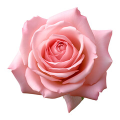 Beautiful Rose on Transparent Background