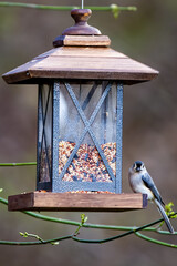 A single tufted titmouse (Baeolophus bicolor) perching on the bird feeder on the blurry garden background, © UA-Visions.com