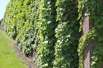 Fototapeta na wymiar green ivy plants