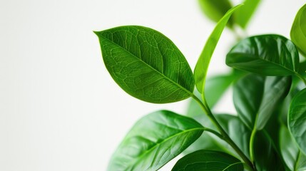 Green leaves isolated on a white background offer a fresh and vibrant botanical concept.