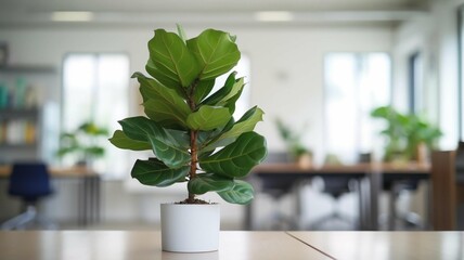 Small Potted Plant on Office Table
