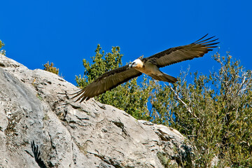Quebrantahuesos volando sobre los cortados rocosos, en el parque natural de Cazorla, Segura y Las Villas.