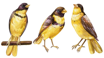 Set yellow birds illustration. Watercolor forest bird isolated background. Botanical painting Emberiza aureola wildlife © Hanna