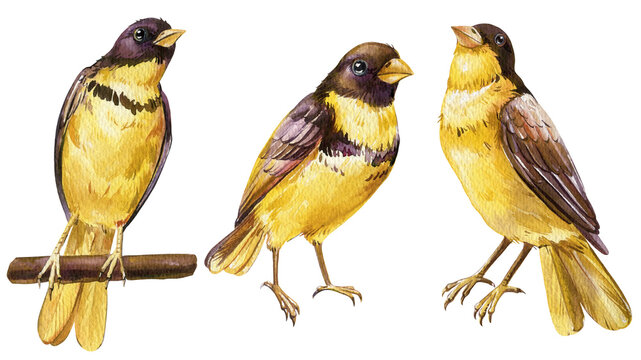 Set yellow birds illustration. Watercolor forest bird isolated background. Botanical painting Emberiza aureola wildlife