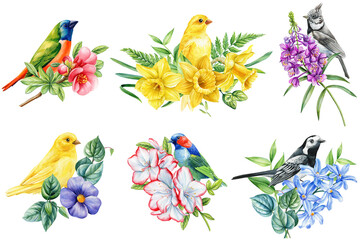 set of spring birds and flowers isolated on white background. Watercolor hand drawing Botanical painting