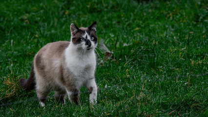 Naklejka na ściany i meble A cat walking through nature surrounded by grass