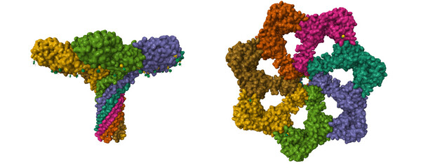 Structure of pore-forming CEL-III. 3D cartoon and Gaussian surface models in perpendicular projections. PDB 3w9t, chain id color scheme