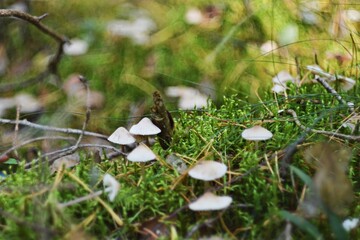 Little mushrooms in the grass