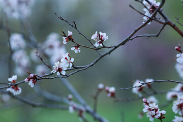 Blooming almond