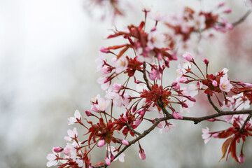 Blooming japanese alpine cherry