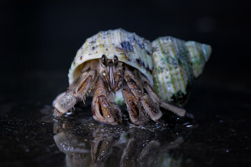 close-up of beautiful hermit crab, Coenobita clypeatus