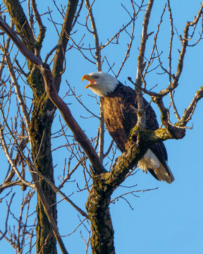Female Bald Eagle sitting in a leafless tree, calling out to its mate, with a clear blue sky in the background