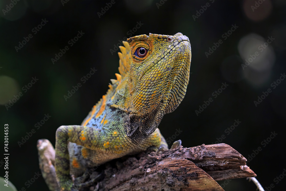 Wall mural forest dragon lizard on branch, beautiful spike and skin lizard, animals close-up