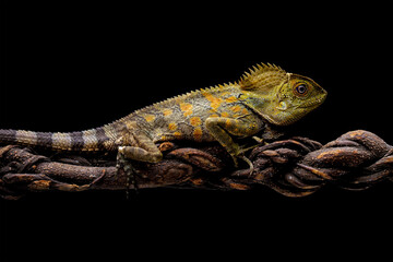 Forest dragon lizard on branch, beautiful spike and skin lizard, animals close-up