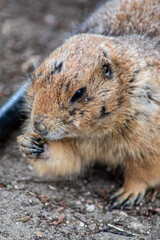 Precioso castor comiendo