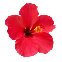 Red flower rose Hibiscus rosa sinensis in PNG isolated on transparent background