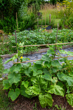 Au potager - Rang de bette et comcombre en culture associ&eacute;es dans un potager naturel
