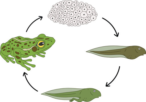 Life Cycle of a Frog Chart with Eggs and Tadpoles Clipart Set