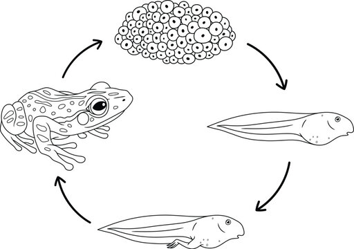 Life Cycle of a Frog with Eggs and Tadpoles Outline Clipart