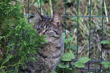 cat in the garden