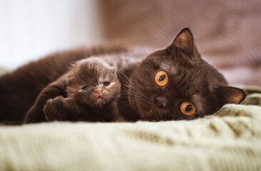 Edle und imposante Britisch Kurzhaar Katzen Katzenbabys