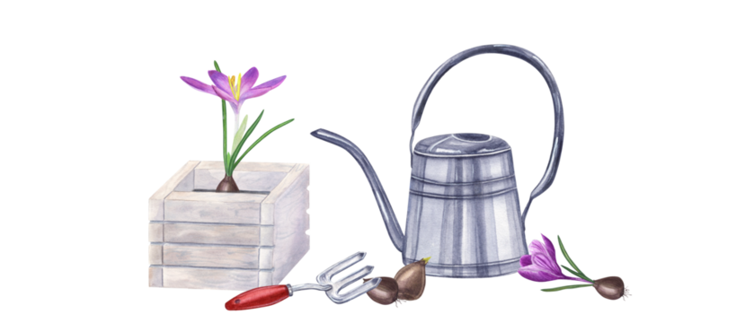 Planting flowers in the ground. Spring works in garden. Crocuses, bulbs, hand fork, watering can. Watercolor illustration for the design of booklet, flyer, label