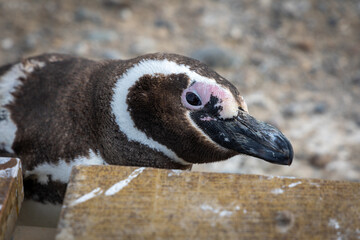 Magellanic penguin with a suspicious look or playing