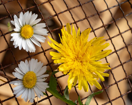 Daisies on Grid,