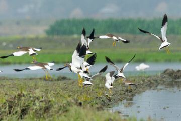 Beautiful Grey Headed Lapwing Birds Flying Moment.