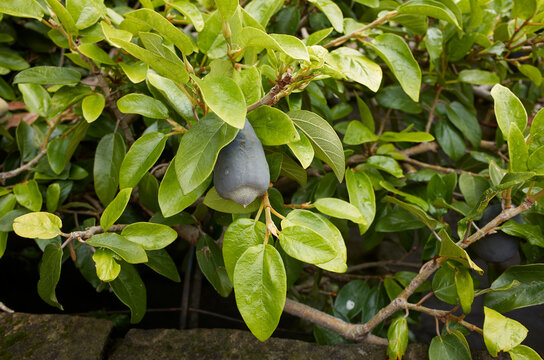 Ficus pumila branch with syconium