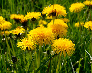 gorgeous sunlit huge dandelions on a wonderful April day in Donauwoerth, Bavaria, Germany	
