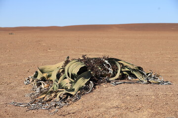 a very old endemic plant named Welwitschia in Namibia