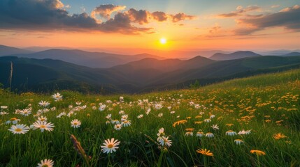 Summer sunset over a mountain meadow