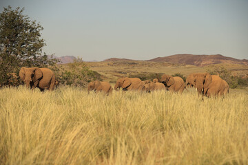 a herd of desert elephants in Damraland, Namibia