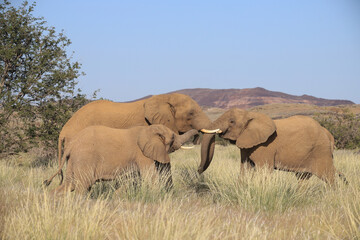 Fototapeta premium three interacting desert elephants in Damaraland
