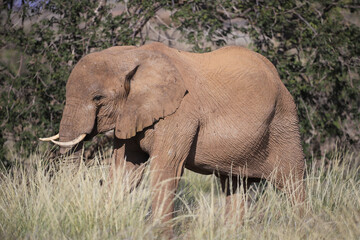 one desert adapted elephant in Damaraland, Namibia