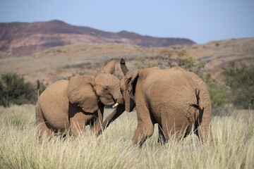 Fototapeta premium two interacting desert adapted elephants in Damaraland, Namibia