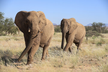 Fototapeta na wymiar two approaching desert adapted elephants in Damarland