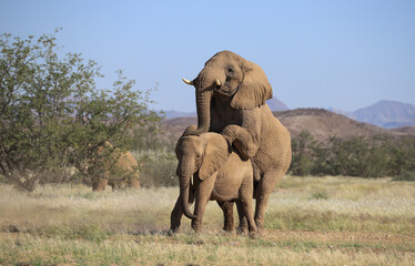 two mating desert adapted elephans in Damaraland