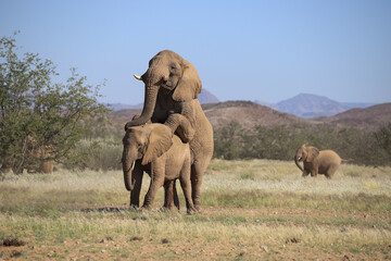 two mating desert adapted elephans in Damaraland