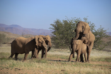 two mating desert adapted elephans in Damaraland