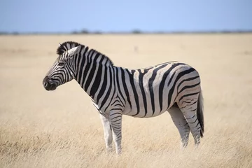 Fotobehang a single zebra in the yellow grasslands of Etosha NP © Marcel