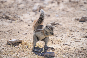 a ground squirrel in Etosha NP