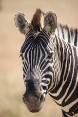portrait picture of a zebra in Etosha NP - obrazy, fototapety, plakaty