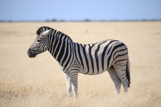 a single zebra in the yellow grasslands of Etosha NP - Powered by Adobe